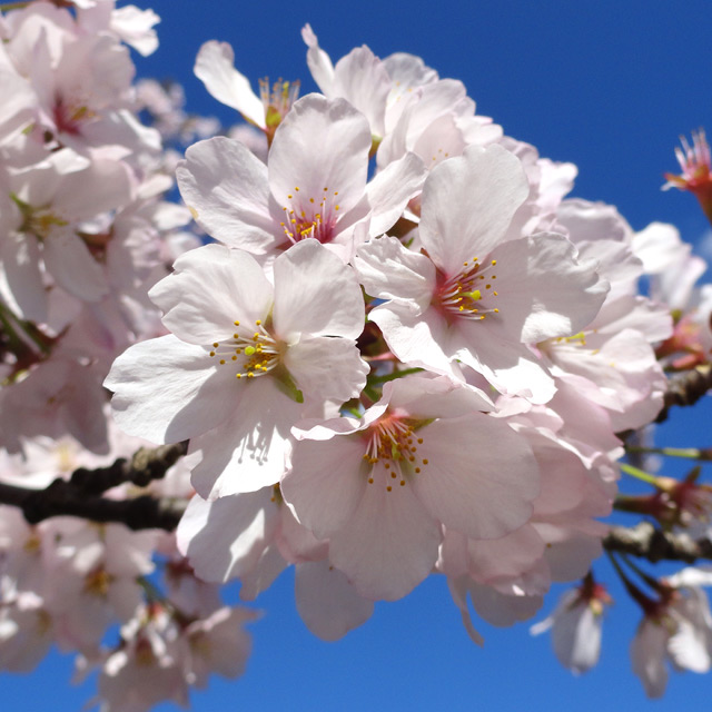 White Cherry Blossoms - Photograph by Christopher Spicer